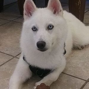 Meet your Posher, Flor